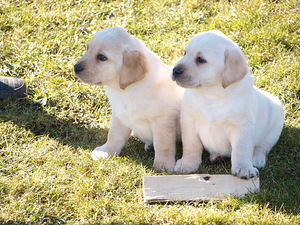 Labradors retrivers (5 foto no 8)