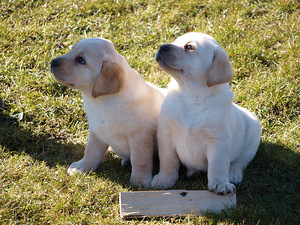 Labradors retrivers (6 foto no 8)