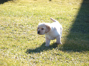 Labradors retrivers (7 foto no 8)