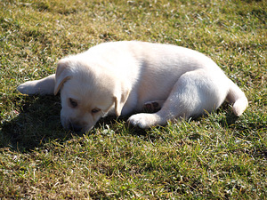 Labradors retrivers (8 foto no 8)