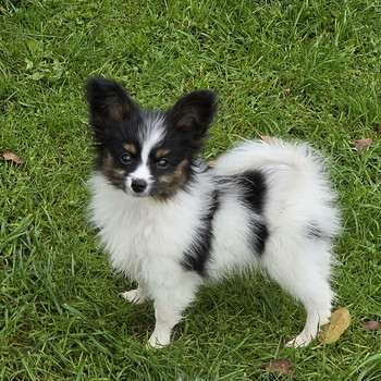 Papilloni kutsikad