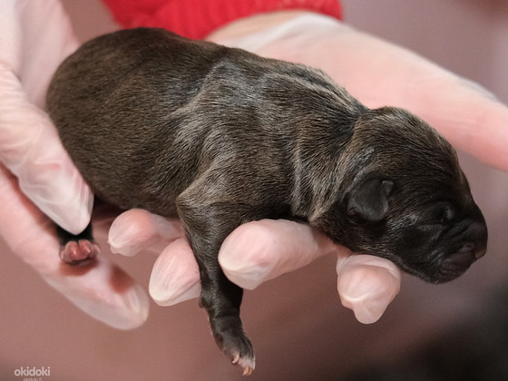 Amerikanpitbullterrierin pentu