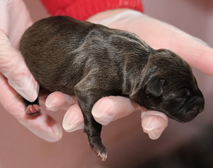 Amerikanpitbullterrierin pentu (1 valokuva sivusta 6)