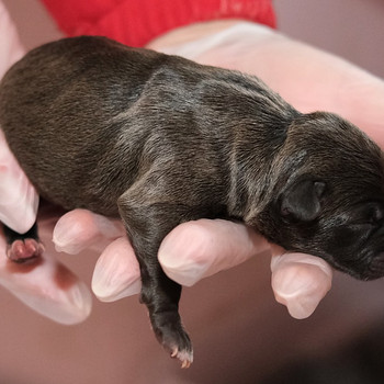 Amerikanpitbullterrierin pentu