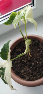 Продам syngonium (1 фото из 2)