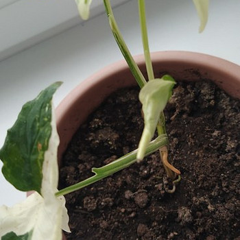 Продам syngonium