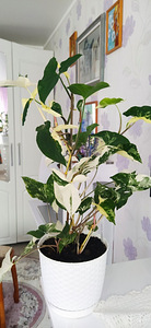 Продам syngonium (2 фото из 2)