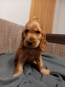 Angļu kokerspaniels (1 foto no 9)