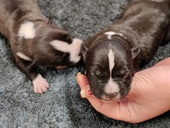 American Bully/Amstaff pentuja
