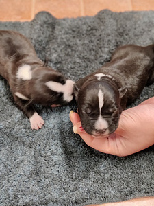 American Bully/Amstaff pentuja (1 valokuva sivusta 6)