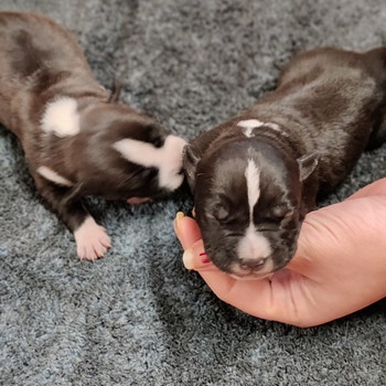 American Bully/Amstaff pentuja