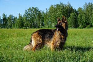 Vācu aitu suņi (6 foto no 10)