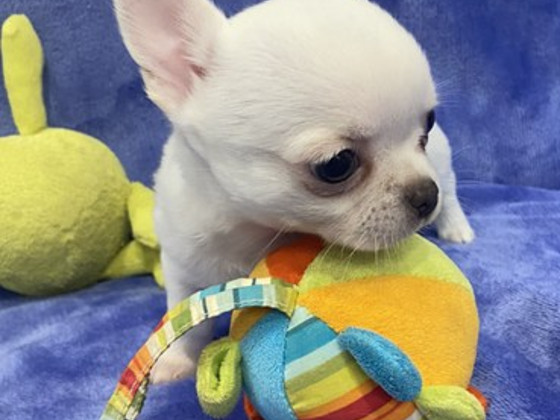 Chihuahua