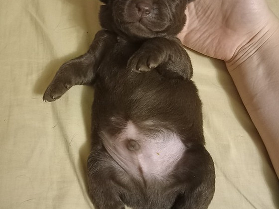 Elitārie šokolādes labradori