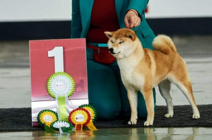 Shiba inu red and black (9 фото из 9)