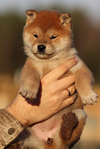 Shiba inu kutsikad (5 foto / 9)