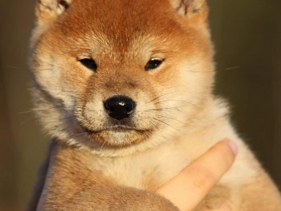 Shiba inu kutsikad