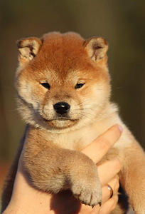 Shiba inu kutsikad (1 foto / 9)