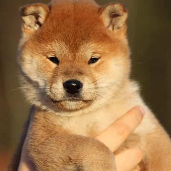 Shiba inu kutsikad