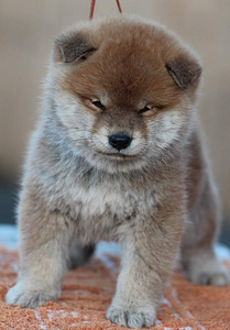 Shiba inu kutsikad (6 foto / 9)