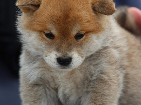 Shiba inu kutsikad