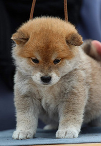 Shiba inu kutsikad (7 foto / 9)