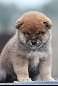 Shiba inu kutsikad (8 foto / 9)