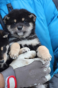 Shiba inu kutsikad (3 foto / 9)