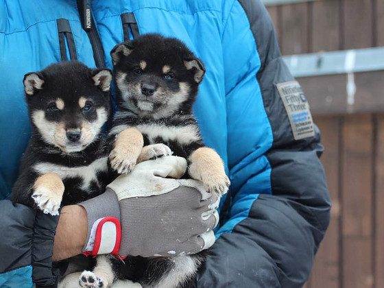 Shiba inu kutsikad