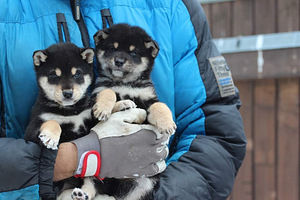 Shiba inu kutsikad (2 foto / 9)