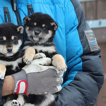 Shiba inu kutsikad