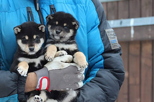 Shiba inu kutsikad (4 foto / 9)