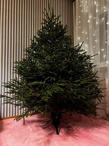 Елка Picea Abies с транспортом (2 фото из 4)