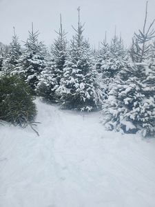 Елка Picea Abies с транспортом (3 фото из 4)