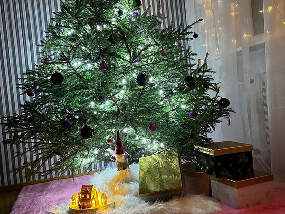 Елка Picea Abies с транспортом