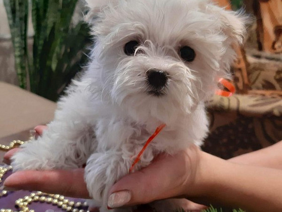 Maltese