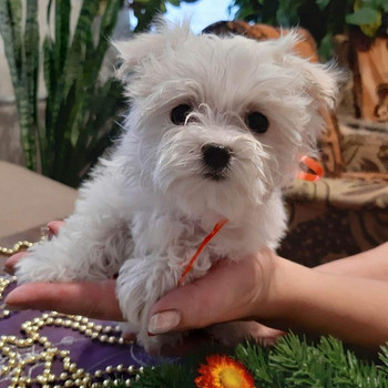 Maltese