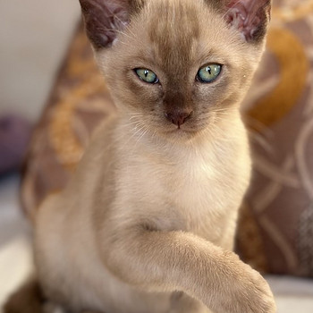 Эксклюзив. Тонкинская кошка