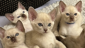 Эксклюзив. Тонкинская кошка (2 фото из 10)