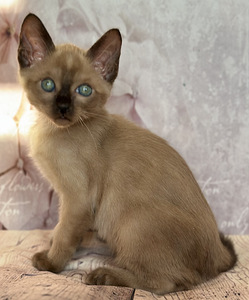 Эксклюзив. Тонкинская кошка (4 фото из 10)