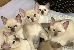 Эксклюзив. Тонкинская кошка (6 фото из 10)