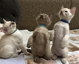 Эксклюзив. Тонкинская кошка (9 фото из 10)