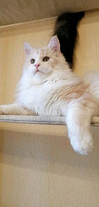 Meino meškėnas (1 nuotrauka iš 9)