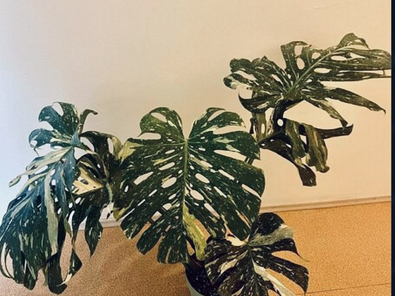 Monstera thai constellation