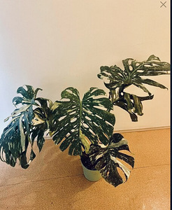 Monstera thai constellation (1 фото из 1)