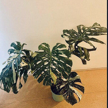 Monstera thai constellation