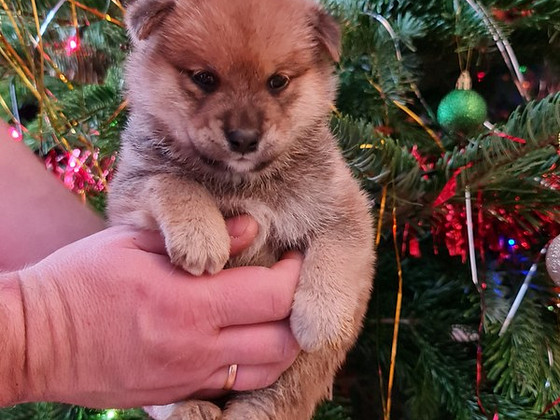 Shiba inu