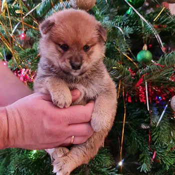 Shiba inu