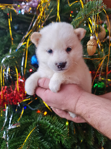 Шиба ину (4 фото из 6)