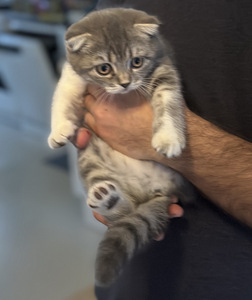 Scottish fold, straight (1 valokuva sivusta 4)
